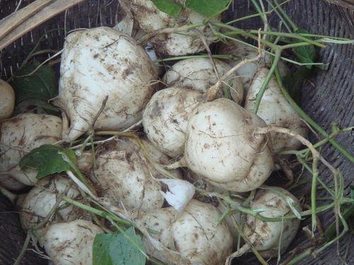 云南土瓜可以煮着吃吗视频,传统食材的现代烹饪法