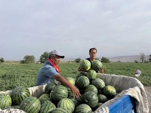 雾霾吃瓜的视频,揭秘雾霾视频背后的真相