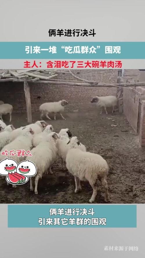 三只羊的吃瓜视频