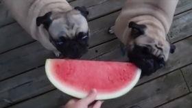 狗吃绿色的哈密瓜好吗视频,健康美味新选择