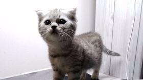 一只小喵吃瓜视频在线观看,萌宠视角下的趣味瞬间