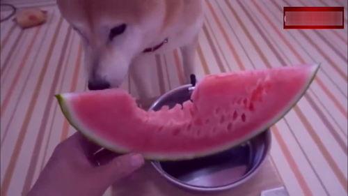 在楼上吃瓜视频,揭秘网络直播中的高空吃瓜现象