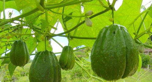 王大山吃佛手瓜视频,揭秘家常美味制作过程