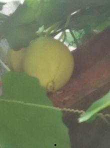 王大山吃佛手瓜视频,揭秘家常美味制作过程