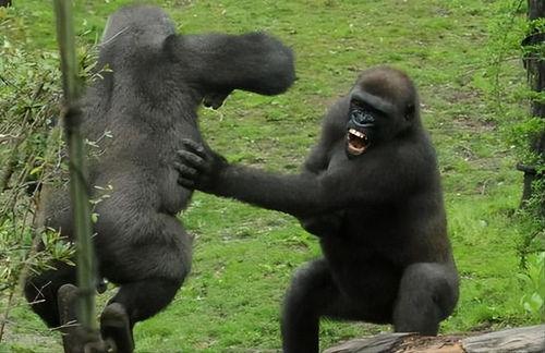 吃瓜吃成大猩猩视频,竟变身大猩猩！惊呆网友的神奇视频