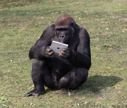 吃瓜吃成大猩猩视频,竟变身大猩猩！惊呆网友的神奇视频