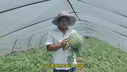 秧田吃瓜怎么拍视频,趣味农事短视频制作攻略