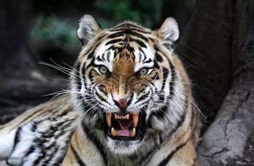 三只小老虎吃瓜群众视频,三只小老虎瓜田欢乐时光