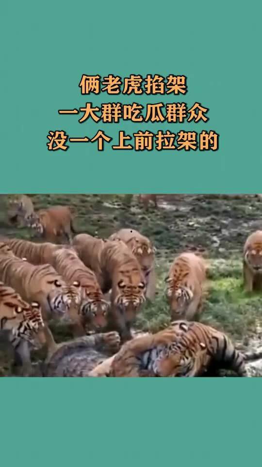 三只小老虎吃瓜群众视频,三只小老虎瓜田欢乐时光