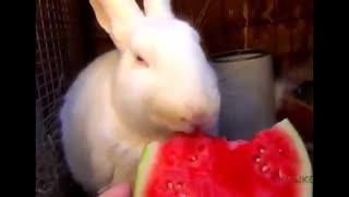 关于忙着吃瓜的视频大全,吃瓜群众围观“忙着吃瓜”视频大全