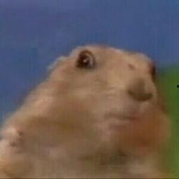 老鼠会吃土瓜吗视频教程,视频教程深度解析