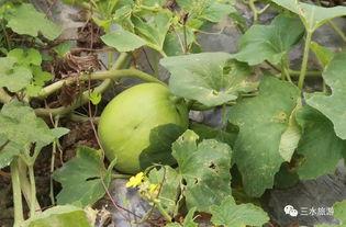 吃雪梨瓜的小视频