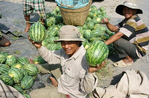 西瓜视频吃烂瓜,揭秘吃烂瓜背后的真相与启示