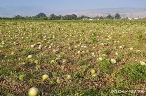 西瓜视频吃烂瓜,揭秘吃烂瓜背后的真相与启示
