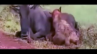 狼哥吃瓜视频,揭秘娱乐圈幕后真相